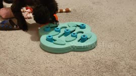 Cora the toy poodle puppy showing off her intelligence and determination with a treat puzzle toy game