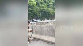 Heroic tourist gives CPR to fainted pig