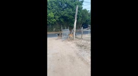 Pet dogs bark at each other from either side of open gate