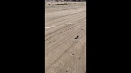 This Little pet chick runs fast after my dad while he was doing some measuring outside.