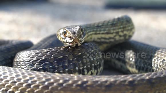 Wildlife photographer encounters venomous snake and rescues it from cycle path in Spain