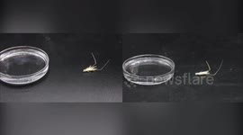 Italy: IIT and University of Freiburg Unveil HybriBot, a Biohybrid Robot for Reforestation