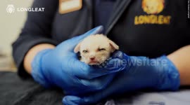 Pair of tiny fox kits are being hand-reared by keepers at safari park