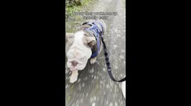 Dog daily vlog visiting the vet