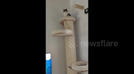 Cat on a post called Nymeria gags after smelling an omelette