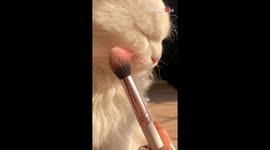 Adventurous cat allows creative hooman to give him a stunning glow up