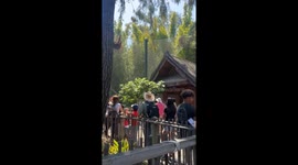 Orangutan's mischievous antics amuse visitors in Los Angeles Zoo