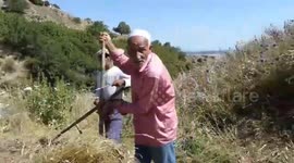 Mowing green grass - Algeria