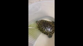 Brazilian tortoise surprises with rare call