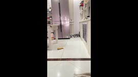 Cat sheepishly asks for help finding toy under fridge