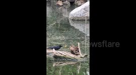 Crow boldly snatches duckling in face-off at Beijing Zoo