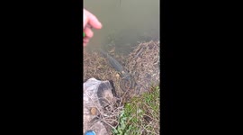 The big fish hesitated to bite the hook