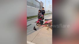 Factory workers scream as colleagues catch rat snake on motorcycle