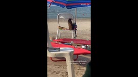 Poor pup tied to chair gets freaked out by powerful wind