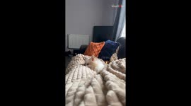 'It is the Go-To Karaoke Song in this House' - Adorable doggo can't help but howl along to Dance Monkey