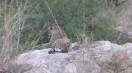 Leopard fed up of being bitten attempts to swat irritating flies with her paws