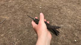 USA: Two Distinct Species of Giant Hummingbird Unveiled in Groundbreaking Discovery