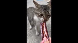 Stray cat showdown features feisty felines looking for a treat