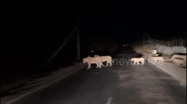 Rare video - Majestic pride of 14 lions cross highway in Gujarat's Amreli