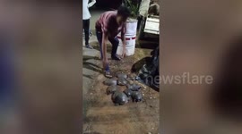 Forest officials bust iIllegal turtle smuggling operation in Southern India
