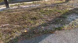Florida man encounters aggressive snapping turtle and attempts to lure it off walkway