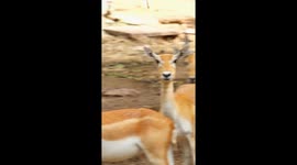 Paparazzi effect: The female deer behaved like a celebrity when she spotted the cameraman in front of her