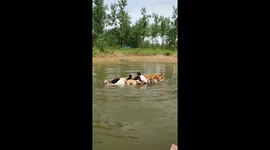 Pet dogs capsize in rowing boat in China