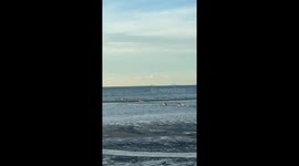 Happy Island Dogs Play On Beach