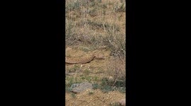 Biggest Rattlesnake we've seen in the wild spotted in Northern New Mexico!