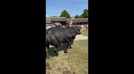 Bull Is Built Different