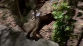 Wandering tiger cub sparks panic in neighbourhood in Thailand