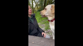 Loyal companion's longing for lactose leads to a lickety-split disappearance