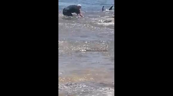 Turning round a Pilot Whale trying to beach itself on the rocks in Boa Vista, Cabo Verde