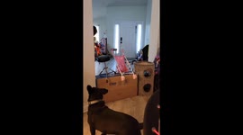 Yodi's tennis ball triumph: a dog's determination