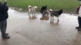Huskies and friends taking a mud bath at the dog park