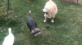 Turkey bites, kick dog in face and ducks laughs
