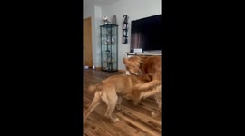 Puppy falling and rolling over