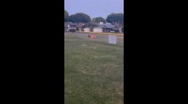 Belgian Malinois has superior jumping skills loves to jump multiple fences chasing the frisbee