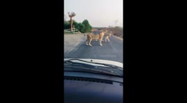 Lions family on a stroll stops vehicles movement on safari road