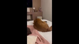 Dreaming pup: sleepy canine's sporadic slumber