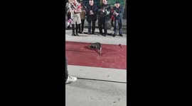 Humongous giant mutant rat stuns locals in China