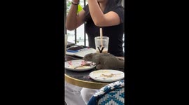 Squirrel joins the table for afternoon tea and dessert in China
