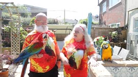 Couple take pet parrots to the shops, opticians - and even pub lunches