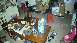 Moment rat almost starts fire - by turning on hob