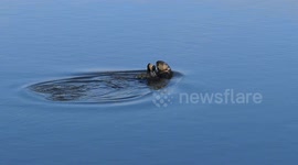 USA: Tool Use Helps Threatened Sea Otters Survive in Changing Environment