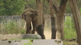 Dancing Elephants: Trunk Twists and Leg Moves!