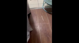 Pet puppy happily nurses kittens