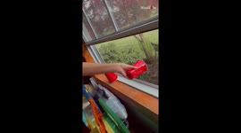 Red solo cup barely holds hyper-aggressive bee from unleashing its fury