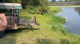 USA: A crocodile was released safely at Gatorama
