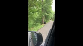 Curious mama bear and cubs in Gatlinburg, Tennessee